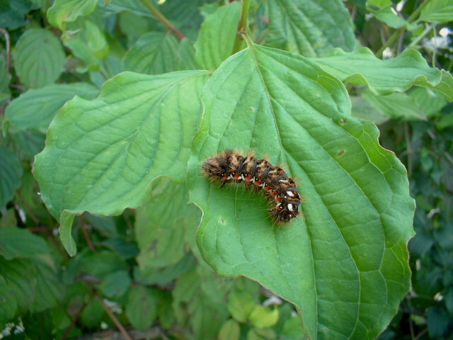 Simpatico bruco irsuto e colorato (Acronicta rumicis)